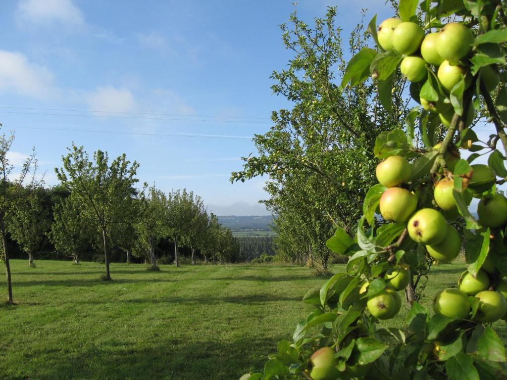 Le Mont D'Auge Bed and Breakfast Canapville  Eksteriør billede